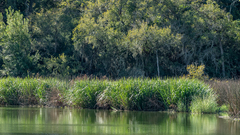 Zizaniopsis miliacea