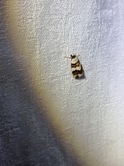 Philenora aspectalella