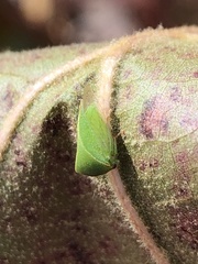 Spissistilus festinus