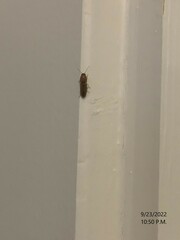 Conoderus vespertinus