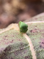 Spissistilus festinus