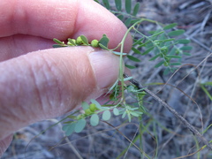 Phyllanthus abnormis
