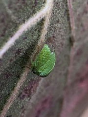 Spissistilus festinus