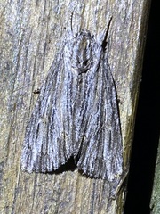 Acronicta lithospila