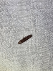 Ephestiopsis oenobarella