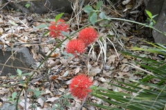 Scadoxus multiflorus image