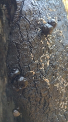 Camarops petersii
