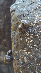 Camarops petersii