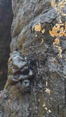 Camarops petersii
