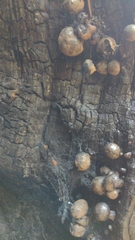 Camarops petersii