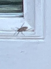 Acanthocephala declivis