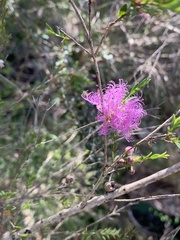 Melaleuca thymifolia