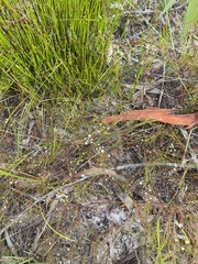 Platysace linearifolia