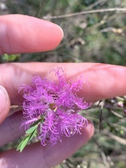 Melaleuca thymifolia