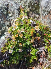 Cotoneaster microphyllus