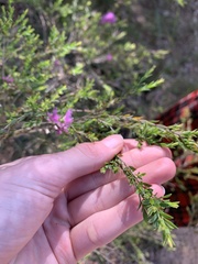 Melaleuca thymifolia