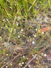 Platysace linearifolia