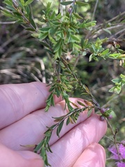 Melaleuca thymifolia