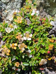Cotoneaster microphyllus
