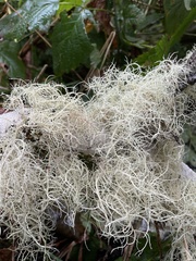 Usnea