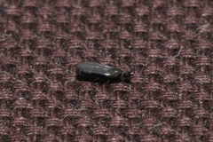 Scatopsidae