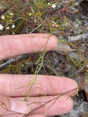 Platysace linearifolia