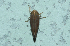 Fieberiella