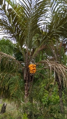 Bactris setosa