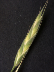 Bromus lithobius