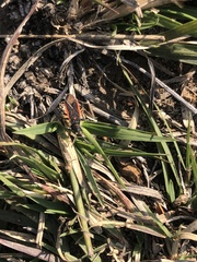 Melacoryphus lateralis