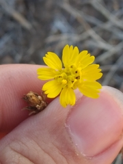 Deinandra paniculata