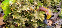 Peltigera membranacea