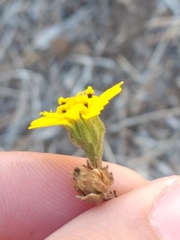 Deinandra paniculata