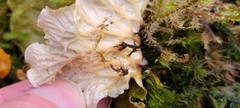 Peltigera membranacea