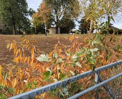 Quercus muehlenbergii