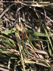 Melacoryphus lateralis