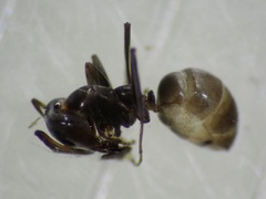 Iridomyrmex anceps