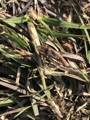 Melacoryphus lateralis