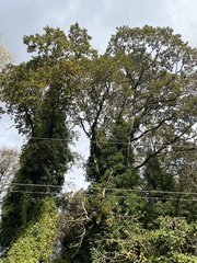 Quercus garryana