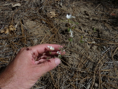 Leptosiphon breviculus