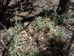 Horkeliella purpurascens