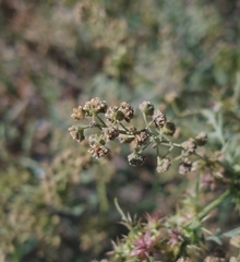 Ambrosia acanthicarpa
