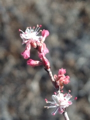 Eriogonum wrightii dentatum