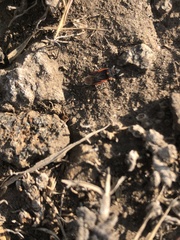 Melacoryphus lateralis