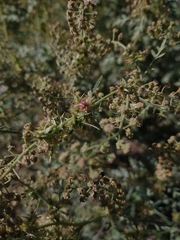 Ambrosia acanthicarpa