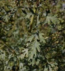 Ambrosia acanthicarpa