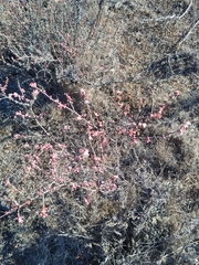 Eriogonum wrightii dentatum