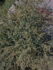 Ambrosia acanthicarpa