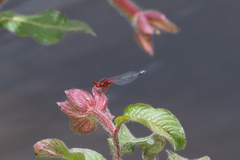 Xanthagrion erythroneurum
