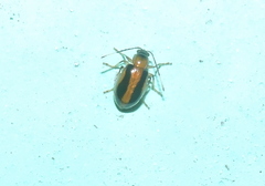 Medythia suturalis